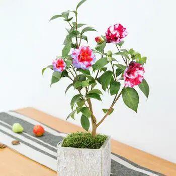家里養(yǎng)這2種花,盆越小 花越多 ,個個都是 精品