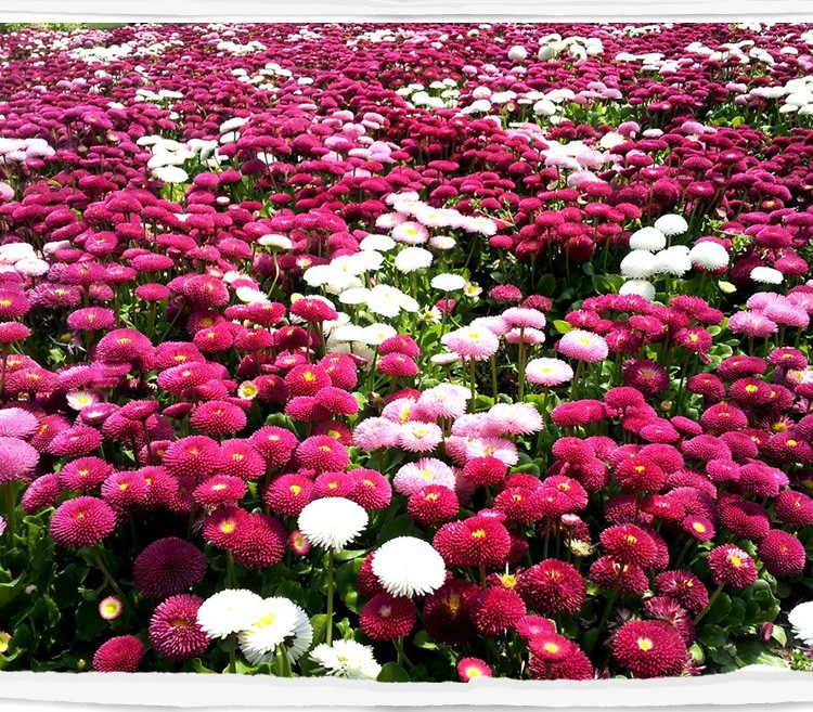 小雛菊花種籽子播種開(kāi)花陽(yáng)臺(tái)盆栽花種子庭院花卉種孑香草植物種子