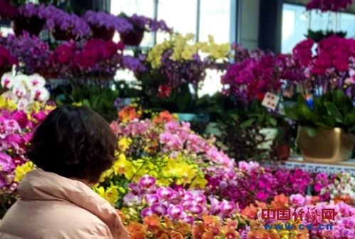 花卉市場(chǎng)年味濃 年宵花經(jīng)濟(jì)火出圈
