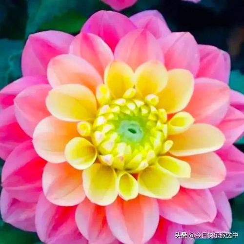 分享圖片 精品大麗花.花嬌色艷.花開(kāi)雙色.爭(zhēng)奇斗艷