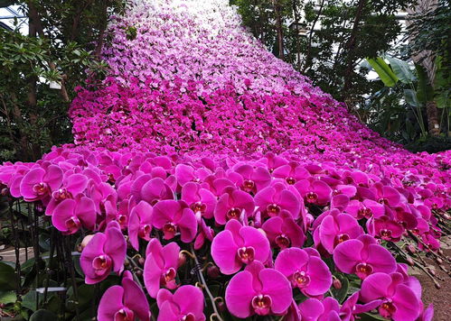 震撼 國(guó)內(nèi)最大蝴蝶蘭瀑布 坐標(biāo) 北京世界花卉大觀園