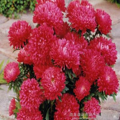 廠家直銷花卉種子 優(yōu)質(zhì)翠菊種子 重瓣紅色翠菊 江西臘七月 工程綠化 園藝花卉圖片_高清圖_細(xì)節(jié)圖-酒泉康達農(nóng)副產(chǎn)品專業(yè)合作社