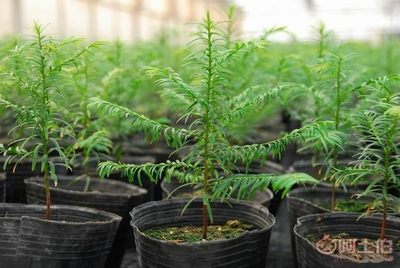 【廠家批發營養缽,營養杯,育苗盆,種植袋,苗木蔬菜花卉專用】 - 產品庫 - 郞咸剛 - 個體經營
