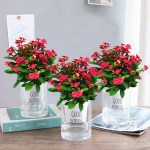 庭院日本海棠花苗大紅花盆栽花卉 - 海棠海棠花,現售產品