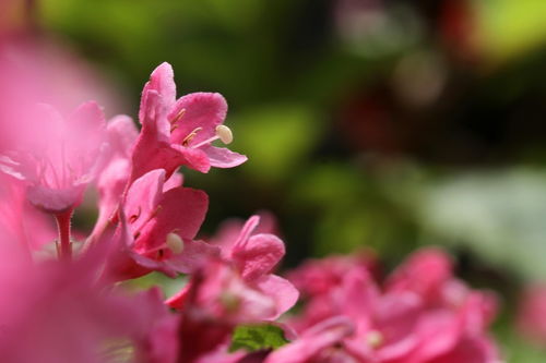 花卉 錦帶花
